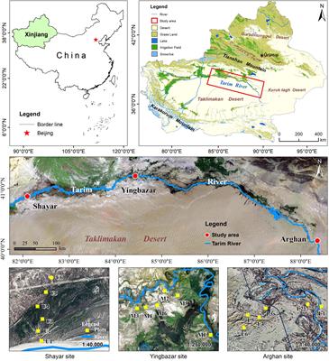 Population Structure and Spatial Distribution Pattern of Populus euphratica Riparian Forest Under Environmental Heterogeneity Along the Tarim River, Northwest China